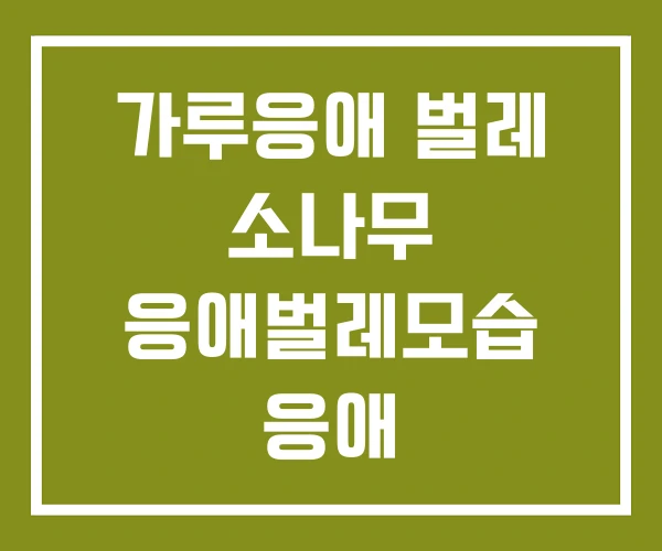 가루응애 벌레 소나무 응애벌레모습 응애