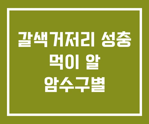 갈색거저리 성충 먹이 알 암수구별
