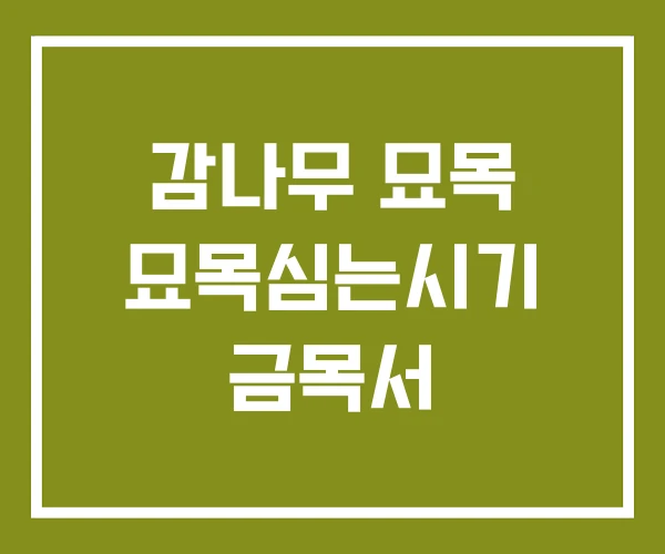 감나무 묘목 묘목심는시기 금목서 감나무 묘목 묘목심는시기 금목서