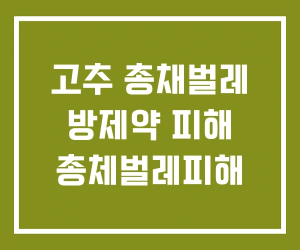 고추 총채벌레 방제약 피해 총체벌레피해