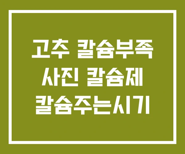 고추 칼슘부족 사진 칼슘제 칼슘주는시기 고추 칼슘부족 사진 칼슘제 칼슘주는시기