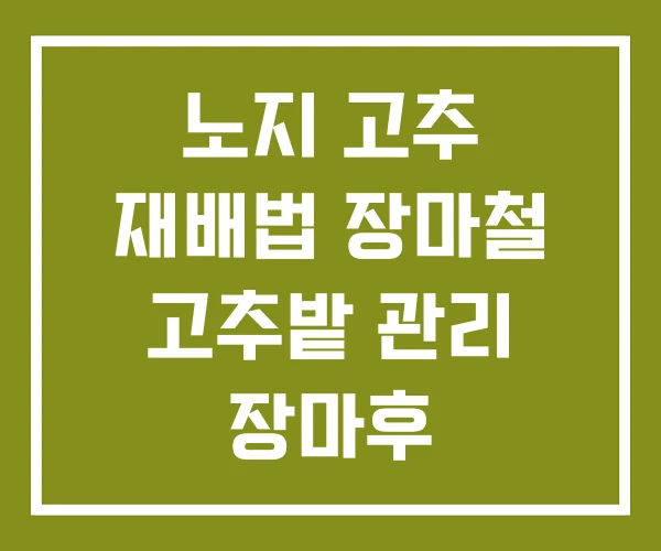 노지 고추 재배법 장마철 고추밭 관리 장마후 노지 고추 재배법 장마철 고추밭 관리 장마후