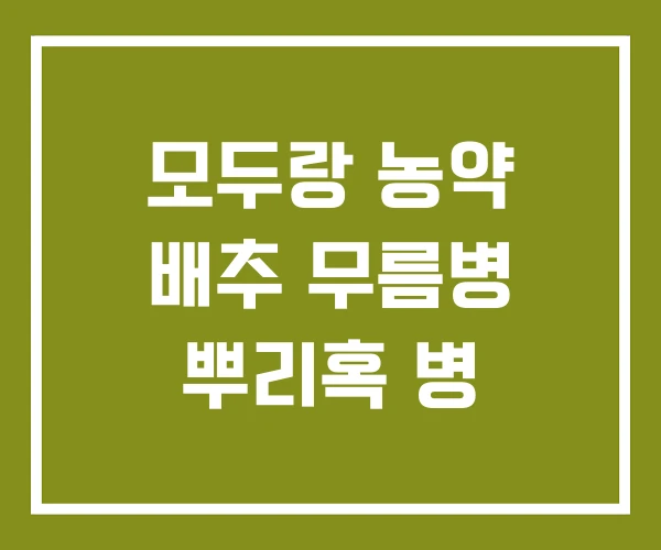 모두랑 농약 배추 무름병 뿌리혹 병 모두랑 농약 배추 무름병 뿌리혹 병
