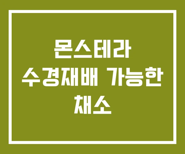몬스테라 수경재배 가능한 채소