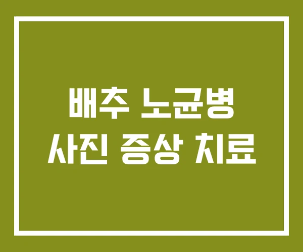 배추 노균병 사진 증상 치료