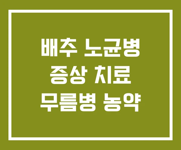 배추 노균병 증상 치료 무름병 농약