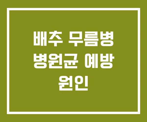 배추 무름병 병원균 예방 원인