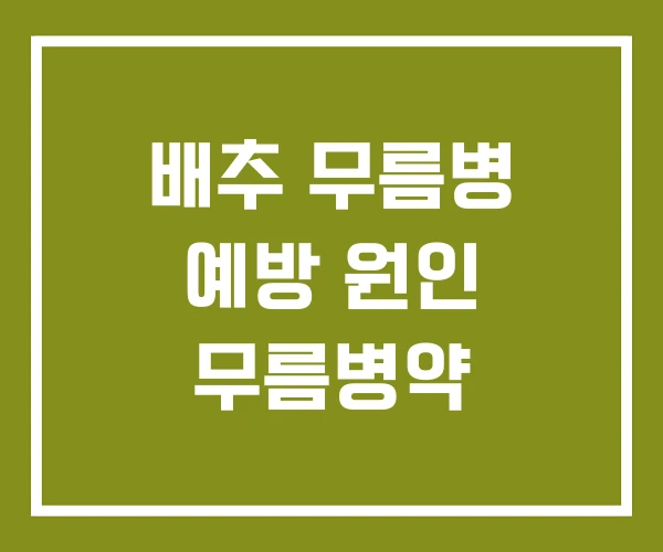 배추 무름병 예방 원인 무름병약