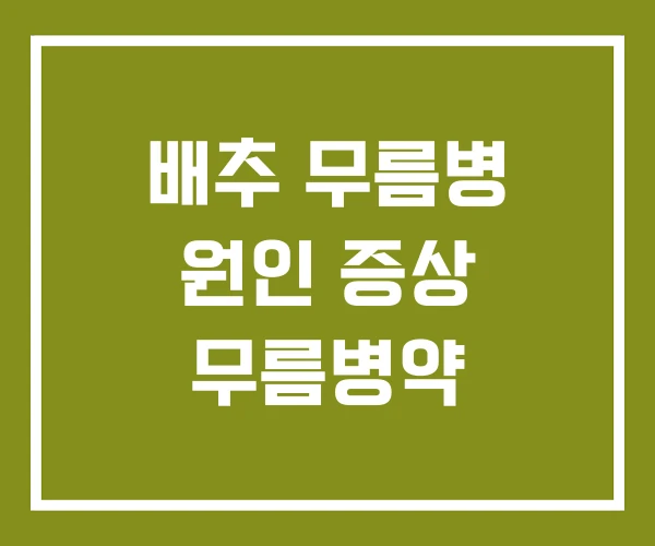 배추 무름병 원인 증상 무름병약