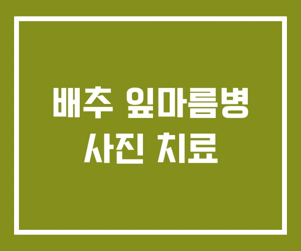 배추 잎마름병 사진 치료 배추 잎마름병 사진 치료