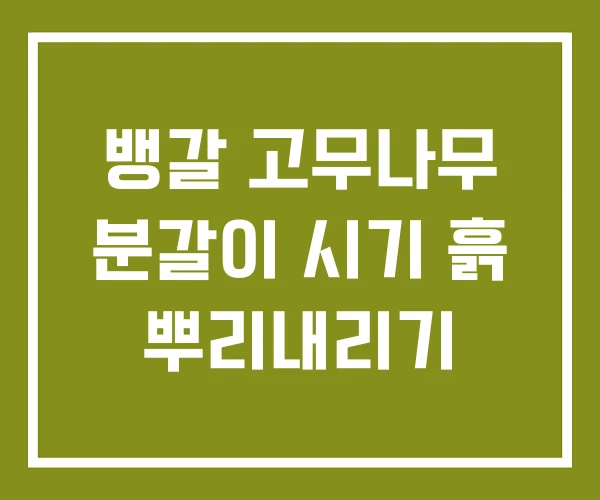 뱅갈 고무나무 분갈이 시기 흙 뿌리내리기