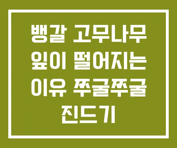 뱅갈 고무나무 잎이 떨어지는 이유 쭈굴쭈굴 진드기
