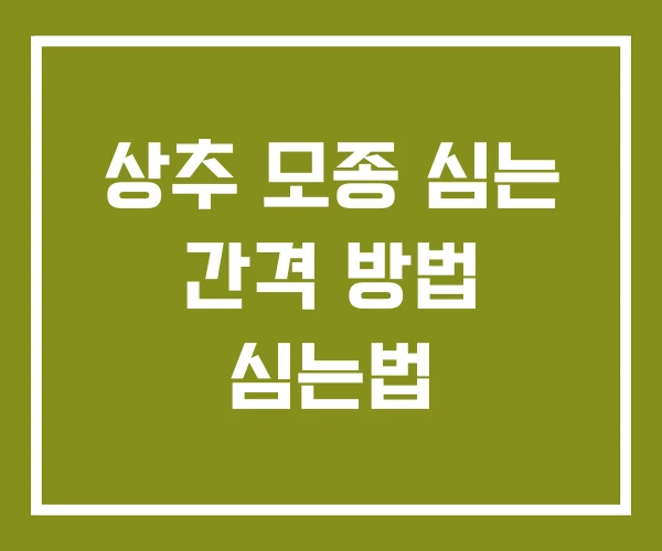 상추 모종 심는 간격 방법 심는법