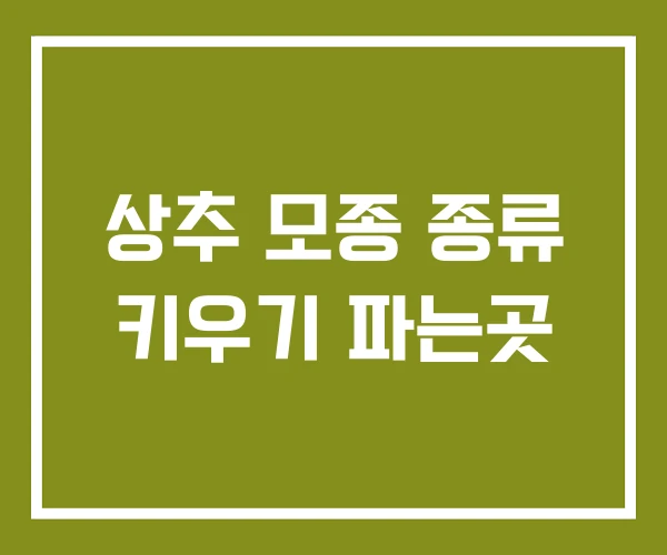상추 모종 종류 키우기 파는곳