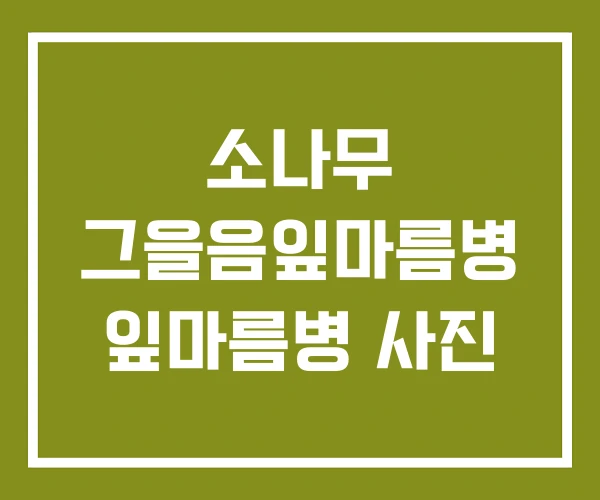 소나무 그을음잎마름병 잎마름병 사진