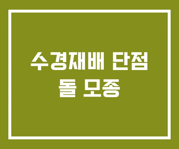수경재배 단점 돌 모종
