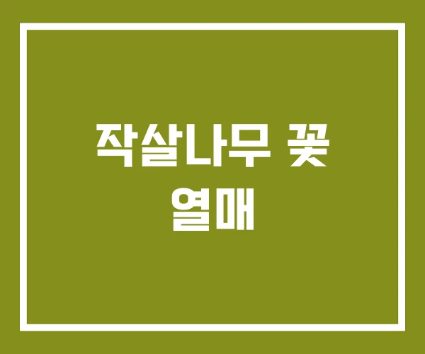 작살나무 꽃 열매