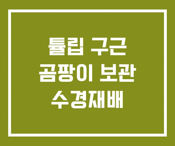 튤립 구근 곰팡이 보관 수경재배 튤립 구근 곰팡이 보관 수경재배