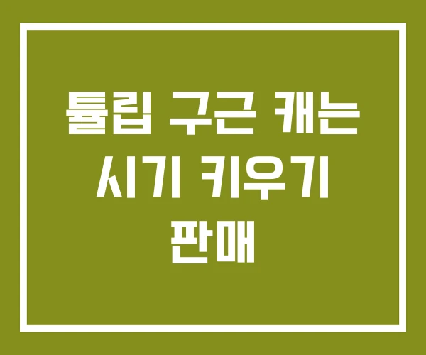 튤립 구근 캐는 시기 키우기 판매