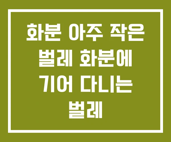 화분 아주 작은 벌레 화분에 기어 다니는 벌레