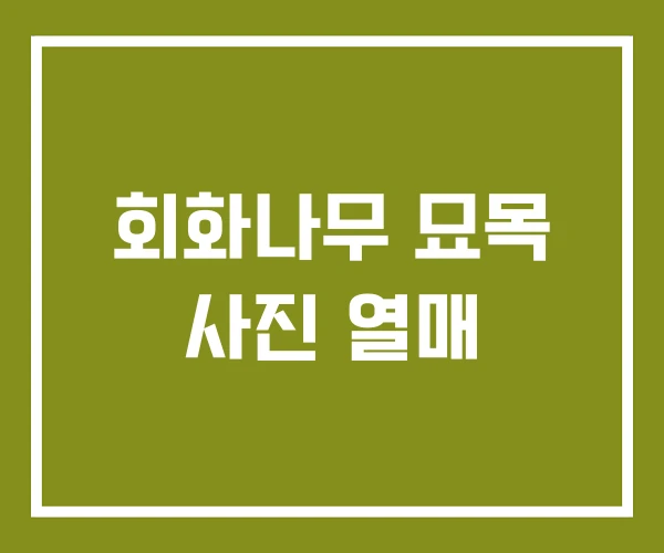 회화나무 묘목 사진 열매