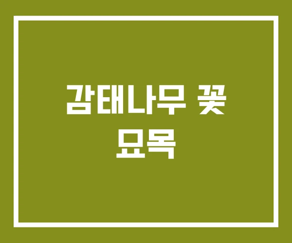 감태나무 꽃 묘목