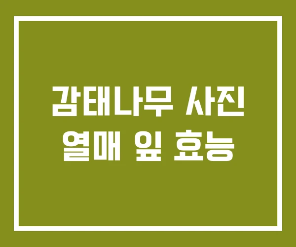 감태나무 사진 열매 잎 효능