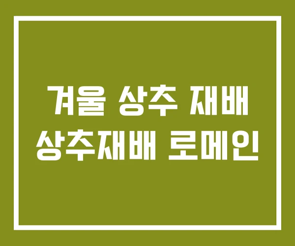 겨울 상추 재배 상추재배 로메인