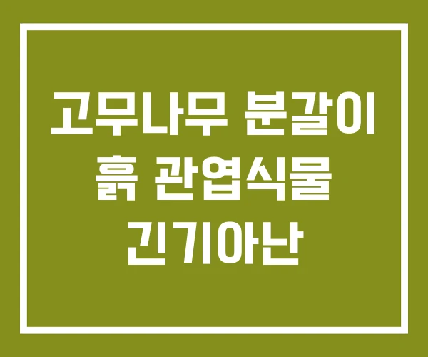 고무나무 분갈이 흙 관엽식물 긴기아난