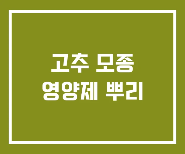 고추 모종 영양제 뿌리