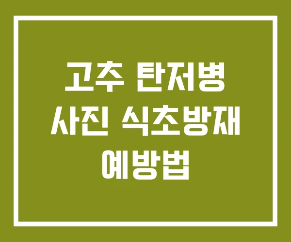 고추 탄저병 사진 식초방재 예방법