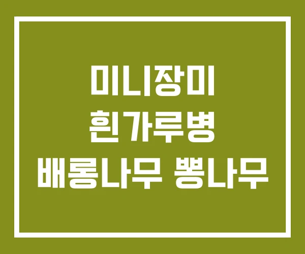 미니장미 흰가루병 배롱나무 뽕나무