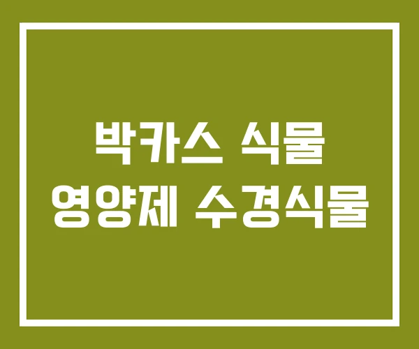 박카스 식물 영양제 수경식물