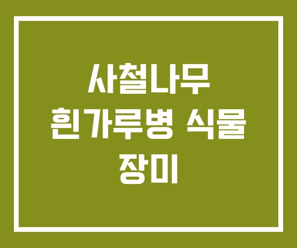 사철나무 흰가루병 식물 장미 사철나무 흰가루병 식물 장미