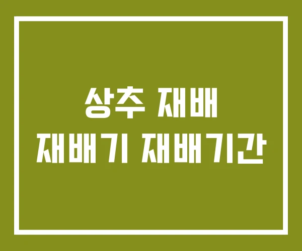 상추 재배 재배기 재배기간