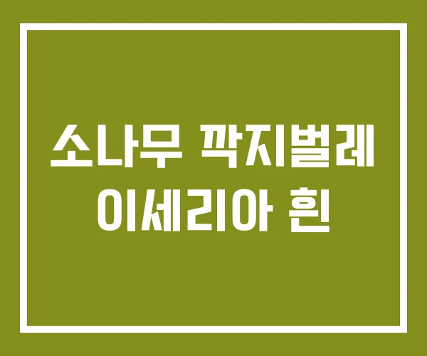 소나무 깍지벌레 이세리아 흰