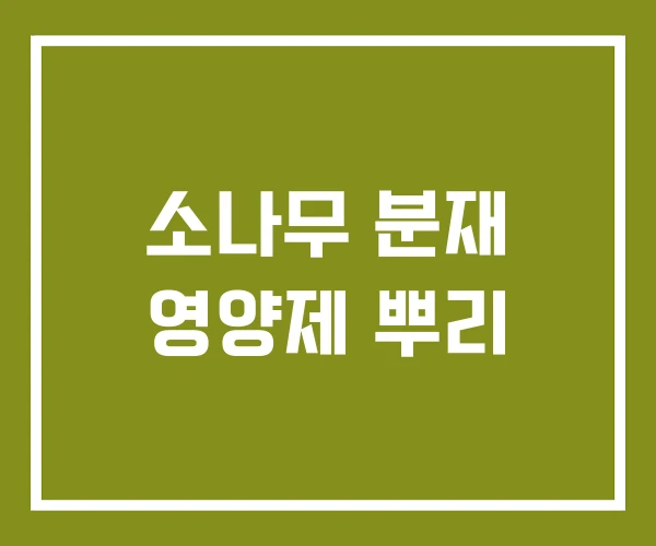 소나무 분재 영양제 뿌리