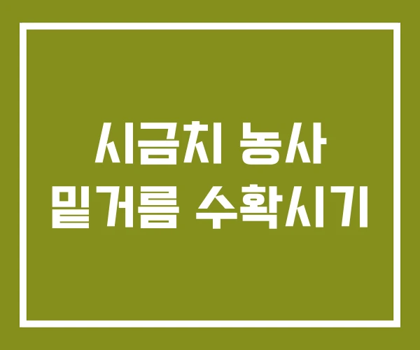 시금치 농사 밑거름 수확시기 시금치 농사 밑거름 수확시기