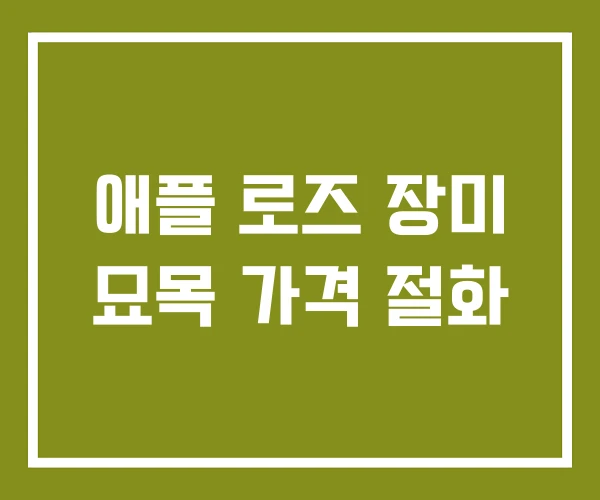 애플 로즈 장미 묘목 가격 절화