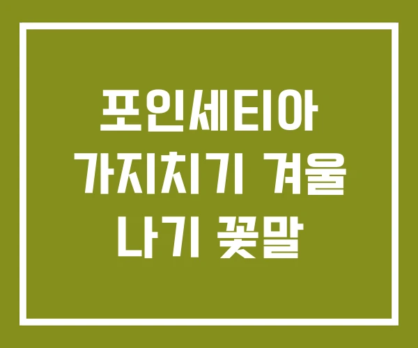 포인세티아 가지치기 겨울 나기 꽃말