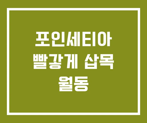 포인세티아 빨갛게 삽목 월동 포인세티아 빨갛게 삽목 월동