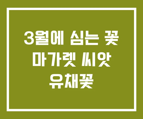 3월에 심는 꽃 마가렛 씨앗 유채꽃