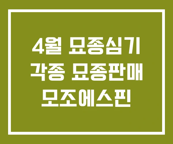 4월 묘종심기 각종 묘종판매 모조에스핀