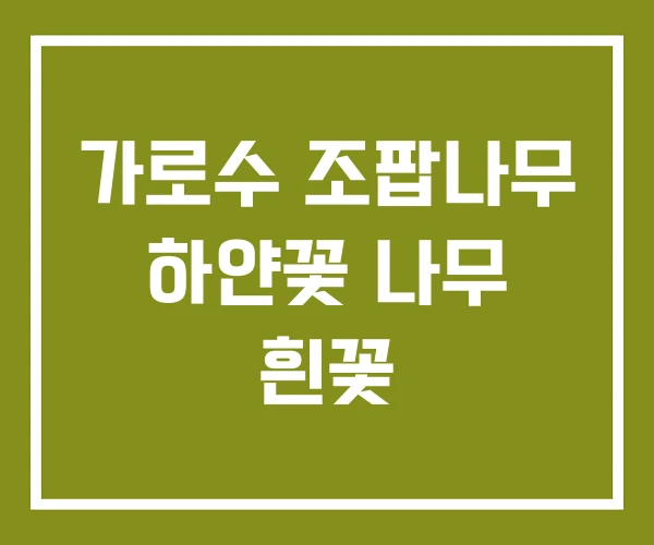 가로수 조팝나무 하얀꽃 나무 흰꽃