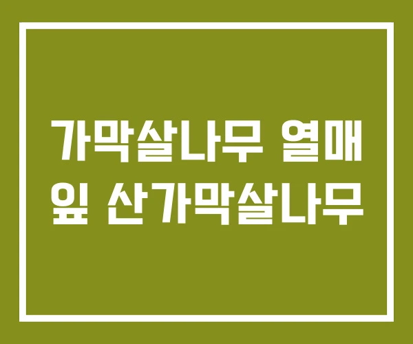 가막살나무 열매 잎 산가막살나무