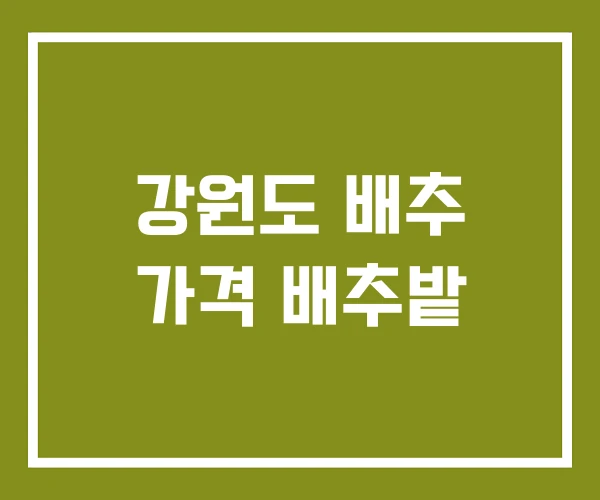 강원도 배추 가격 배추밭