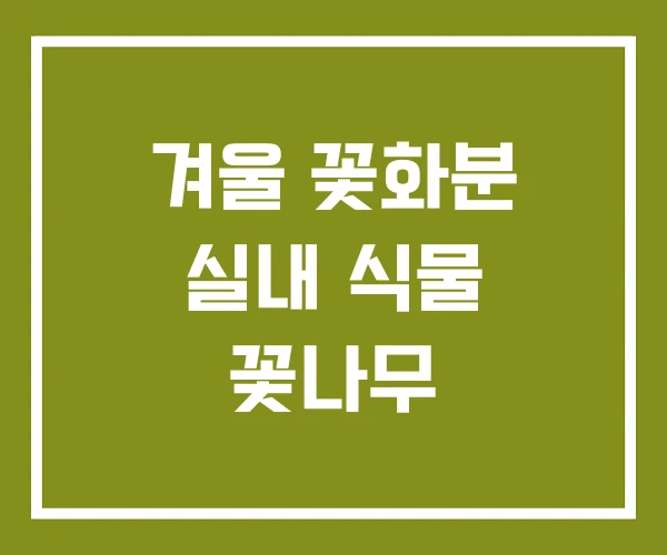 겨울 꽃화분 실내 식물 꽃나무