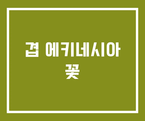 겹 에키네시아 꽃