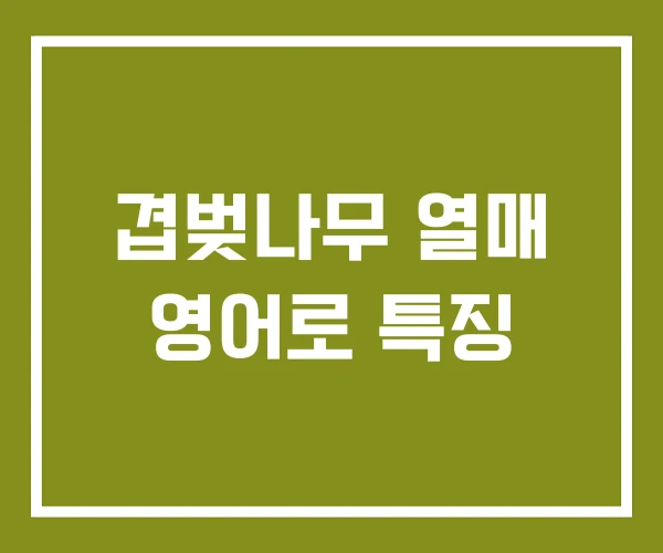 겹벚나무 열매 영어로 특징