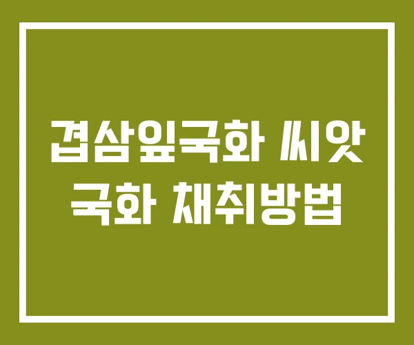 겹삼잎국화 씨앗 국화 채취방법